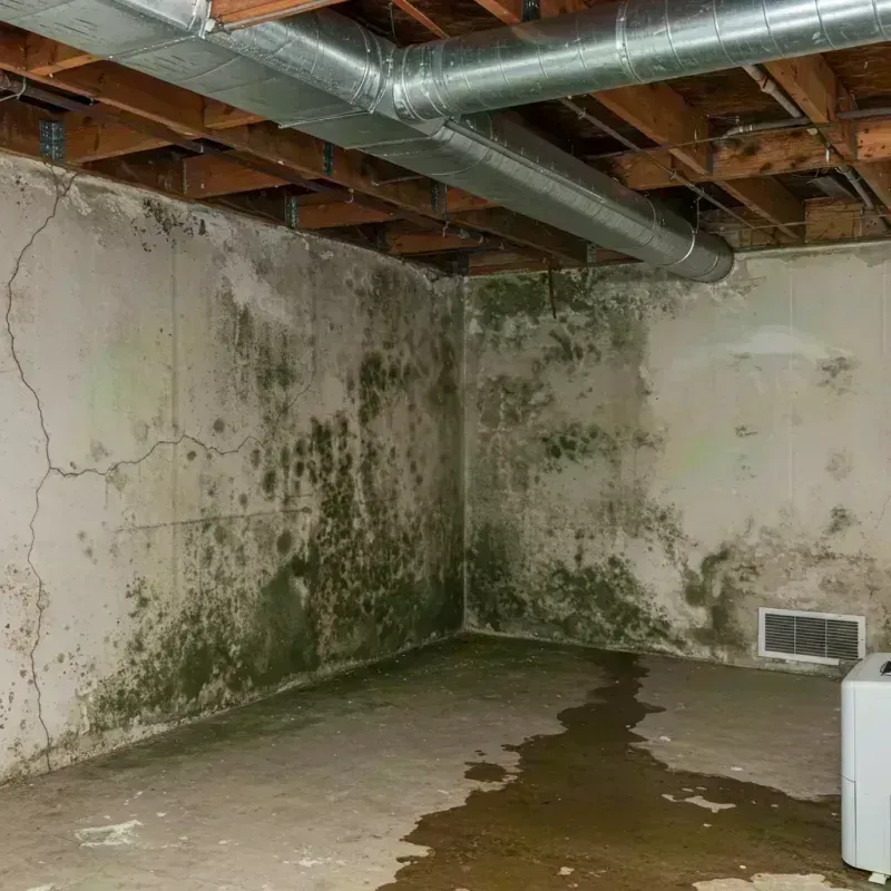 Professional Mold Removal in Winthrop Harbor, IL